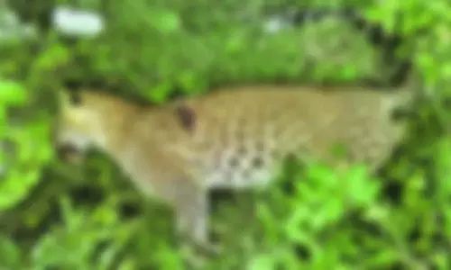 बाघों को मारने के लिए कार्बोफ्यूरान जहर का इस्तेमाल किया गया: जांच समिति के सदस्य बाघों को मारने के लिए कार्बोफ्यूरान जहर का इस्तेमाल किया गया: जांच समिति के सदस्य