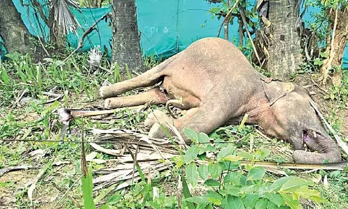 Sambalpur में बिजली के तार से हुई मौतों में वृद्धि के कारण भारी नुकसान