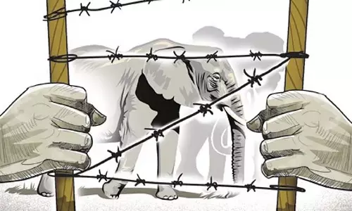 Hindol में बिजली का करंट लगने से हाथी की मौत, दो दिन में दूसरी घटना Hindol में बिजली का करंट लगने से हाथी की मौत, दो दिन में दूसरी घटना