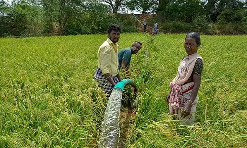 चीन से आपूर्ति में कटौती के कारण खरीफ फसल को DAP की कमी का सामना करना पड़ रहा है चीन से आपूर्ति में कटौती के कारण खरीफ फसल को DAP की कमी का सामना करना पड़ रहा है