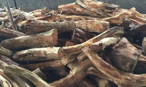 Bazpur: खैर की 20 क्विंटल अवैध लकड़ी जब्त