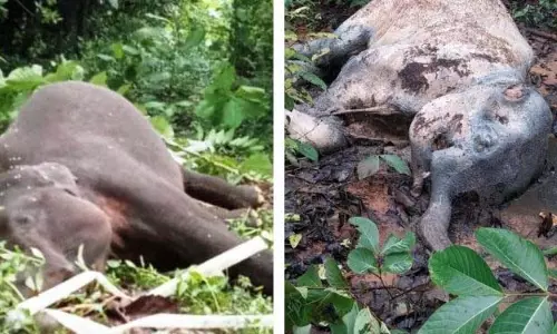 Odisha: संबलपुर जिले में करंट लगने से दो हाथी की मौत