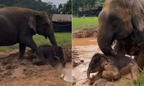 नन्हे हाथी ने मां के साथ कीचड़ भरे तालाब में की ऐसी मस्ती, देखें वायरल VIDEO