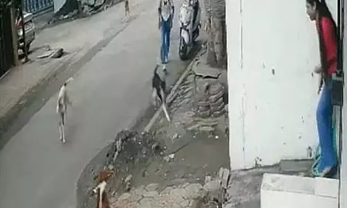 Indore : आवारा कुत्तों के झुंड में कॉलेज छात्रा पर हमला किया Indore : आवारा कुत्तों के झुंड में कॉलेज छात्रा पर हमला किया