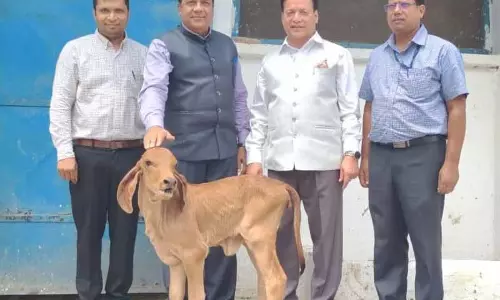 NDRI ने क्लोन किए गए गिर डोनर से आईवीएफ बछड़े के साथ गाय प्रजनन चक्र को तेज किया