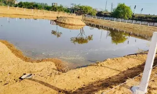 ‘ग्रीन लंग’ के रूप में लौटा ग्रेटर नोएडा वेस्ट का पुराना जल निकाय