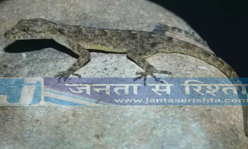 Assam में नई डे गेको प्रजाति ‘नेमास्पिस ब्रह्मपुत्र’ की खोज की गई