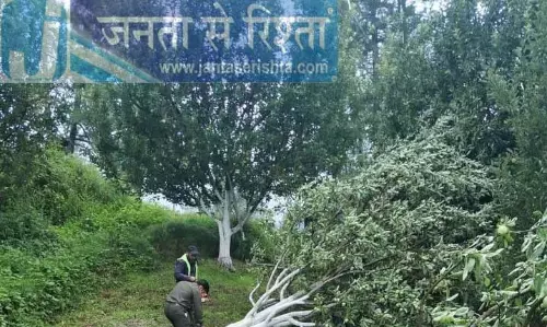Himachal: अन्याय की शाखाएँ, सेब के पेड़ जिनकी रक्षा करने में हम असफल रहे