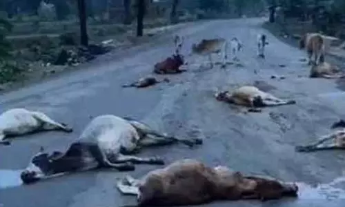 सड़क में 17 गायों की लाश मिली, कुचलकर अज्ञात वाहन फरार