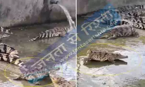 बिना पूंछ वाले मगरमच्छ का Video वायरल
