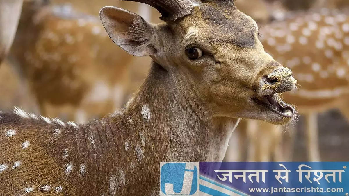 Pune : कटराज चिड़ियाघर में दो हफ्तों में रहस्यमयी बीमारी से 15 हिरणों की मौत Pune : कटराज चिड़ियाघर में दो हफ्तों में रहस्यमयी बीमारी से 15 हिरणों की मौत