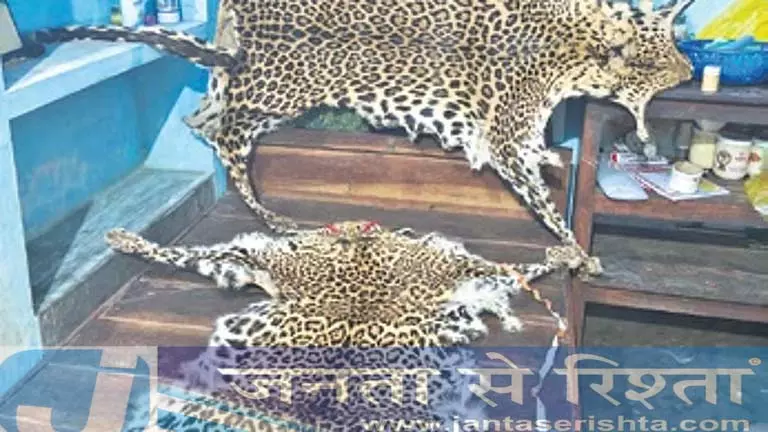 Baripada डिवीजन में तेंदुए की तीन खालें जब्त, स्कूल शिक्षक समेत सात हिरासत में Baripada डिवीजन में तेंदुए की तीन खालें जब्त, स्कूल शिक्षक समेत सात हिरासत में