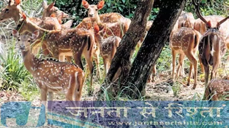Odisha: सूअरों और हिरणों द्वारा पौधों को नुकसान पहुँचाने से किसानों की नींद उड़ी Odisha: सूअरों और हिरणों द्वारा पौधों को नुकसान पहुँचाने से किसानों की नींद उड़ी