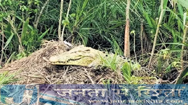 Odisha: भितरकनिका में मगरमच्छों के 117 घोंसले देखे गए Odisha: भितरकनिका में मगरमच्छों के 117 घोंसले देखे गए