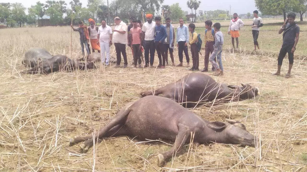 Latehar में 11 हजार वोल्ट लाइन की चपेट में आए मवेशी, मौके पर मौत Latehar में 11 हजार वोल्ट लाइन की चपेट में आए मवेशी, मौके पर मौत