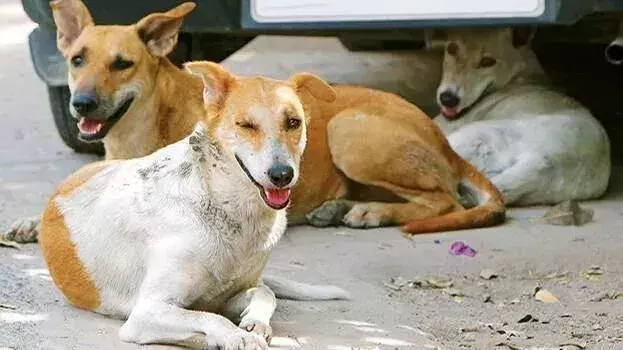 Kerala : बीमार आवारा कुत्तों को पशु चिकित्सक के प्रमाण पत्र के साथ इच्छामृत्यु दी जाएगी Kerala : बीमार आवारा कुत्तों को पशु चिकित्सक के प्रमाण पत्र के साथ इच्छामृत्यु दी जाएगी