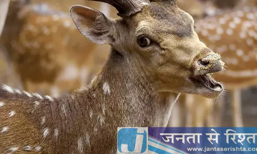 Pune : कटराज चिड़ियाघर में दो हफ्तों में रहस्यमयी बीमारी से 15 हिरणों की मौत Pune : कटराज चिड़ियाघर में दो हफ्तों में रहस्यमयी बीमारी से 15 हिरणों की मौत