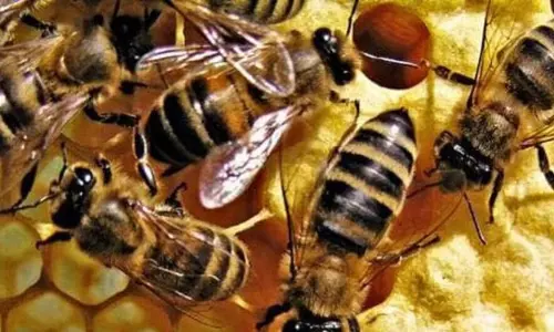 जलप्रपात में मधुमक्खी हमले से मचा हड़कंप