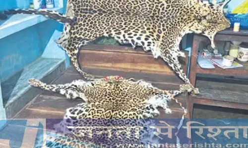 Baripada डिवीजन में तेंदुए की तीन खालें जब्त, स्कूल शिक्षक समेत सात हिरासत में