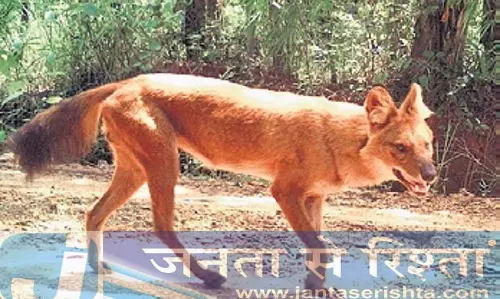Debrigarh में जंगली कुत्तों के जोड़े को देखकर प्रजातियों के पुनरुत्थान की उम्मीदें फिर जगी Debrigarh में जंगली कुत्तों के जोड़े को देखकर प्रजातियों के पुनरुत्थान की उम्मीदें फिर जगी