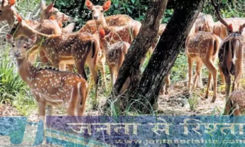 Odisha: सूअरों और हिरणों द्वारा पौधों को नुकसान पहुँचाने से किसानों की नींद उड़ी Odisha: सूअरों और हिरणों द्वारा पौधों को नुकसान पहुँचाने से किसानों की नींद उड़ी