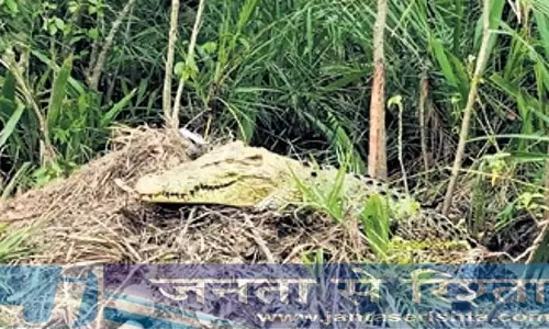 Odisha: भितरकनिका में मगरमच्छों के 117 घोंसले देखे गए