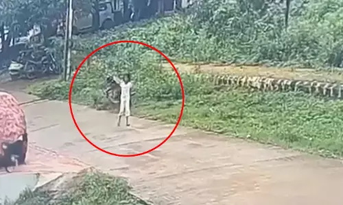 आवारा कुत्तों का आतंक LIVE वीडियो, बच्ची पर हमला आवारा कुत्तों का आतंक LIVE वीडियो, बच्ची पर हमला