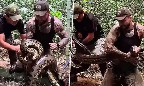 शख्स ने गंदे पानी में छिपे विशालकाय एनाकोंडा को ऐसे पकड़ा, देखें VIDEO