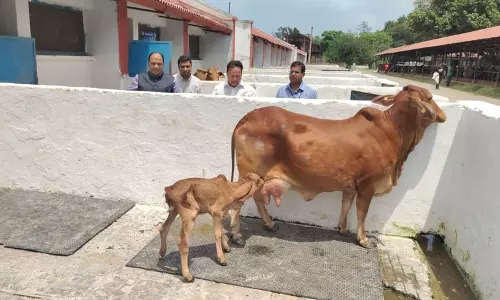 Haryana :  भारत का पहला आईवीएफ गिर बछड़ा डेयरी क्षेत्र में एक बड़ी सफलता