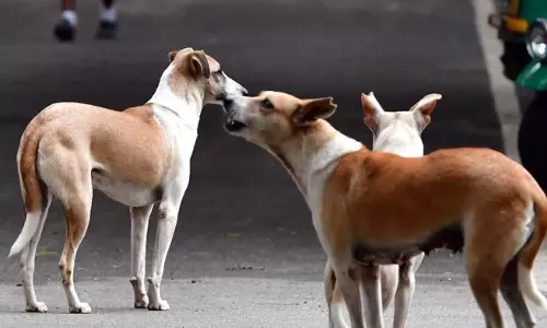 Kerala में पशु चिकित्सक के प्रमाण पत्र के साथ रोगग्रस्त आवारा कुत्तों को इच्छामृत्यु दी जाएगी