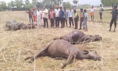 Latehar में 11 हजार वोल्ट लाइन की चपेट में आए मवेशी, मौके पर मौत