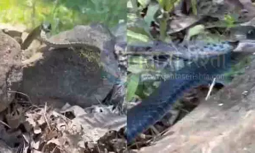 सांप को खाते हुए सांप का Video वायरल, लोगों ने की मिम्स की बौछार