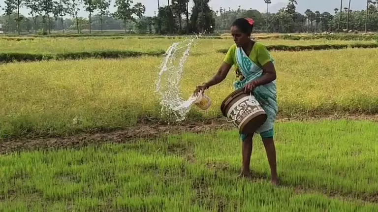 Andhra के विजयनगरम में भीषण गर्मी से खरीफ धान की खेती प्रभावित Andhra के विजयनगरम में भीषण गर्मी से खरीफ धान की खेती प्रभावित