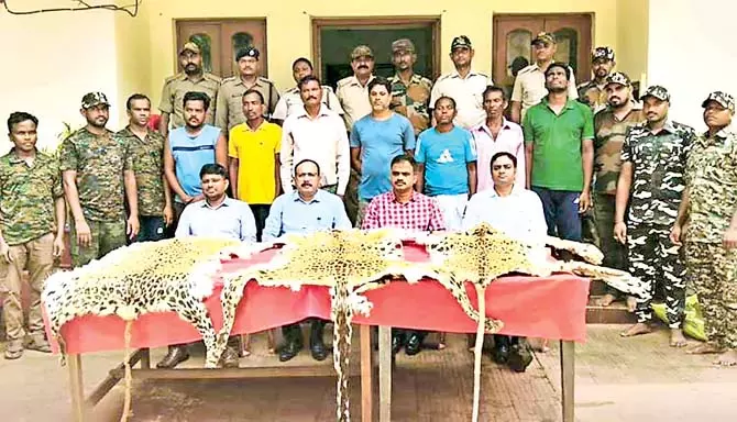 Odisha : वन विभाग के अधिकारियों ने कई स्थानों पर तीन तेंदुए की खालें जब्त की Odisha : वन विभाग के अधिकारियों ने कई स्थानों पर तीन तेंदुए की खालें जब्त की