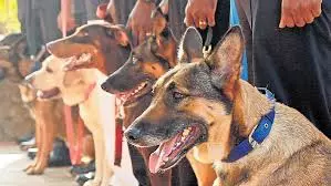 Kerala पुलिस बहु-भूमिका जांच कार्य के लिए 38 पिल्लों को प्रशिक्षित करेगी Kerala पुलिस बहु-भूमिका जांच कार्य के लिए 38 पिल्लों को प्रशिक्षित करेगी