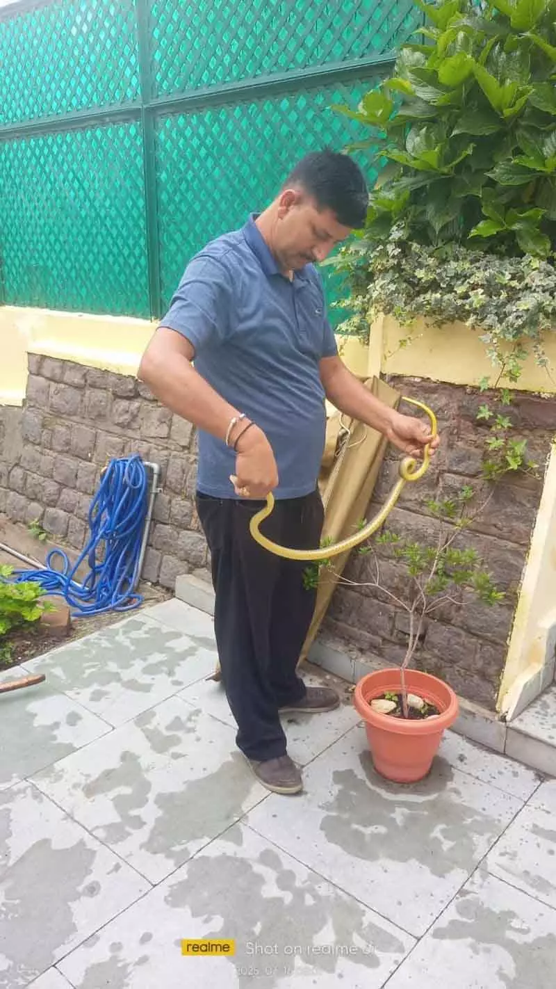 Himachal Pradesh DGP के आवास से गैर-जहरीला सांप बचाया गया Himachal Pradesh DGP के आवास से गैर-जहरीला सांप बचाया गया