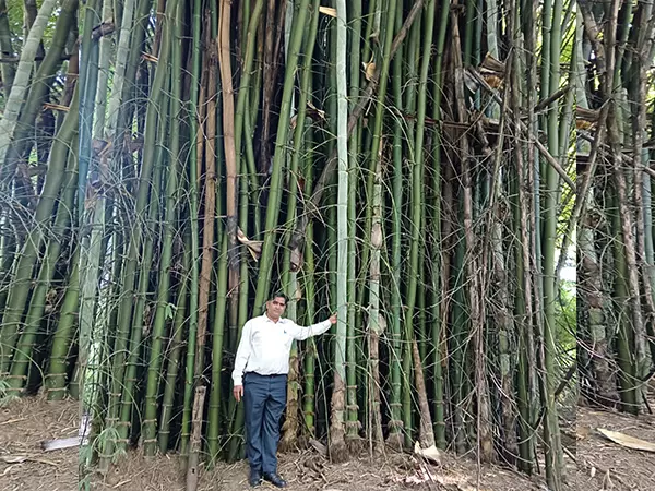 धूसर भूमि पर हरियाली का चमत्कार: नीरी के वैज्ञानिकों ने कोराडी में बंजर भूमि को हरे-भरे बांस के जंगल में बदला धूसर भूमि पर हरियाली का चमत्कार: नीरी के वैज्ञानिकों ने कोराडी में बंजर भूमि को हरे-भरे बांस के जंगल में बदला