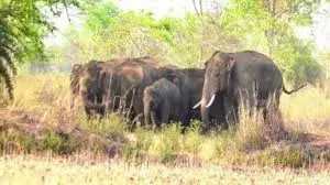 Latehar: जंगली हाथियों के झुंड ने मचाया उत्पात, ग्रामीण का घर ध्वस्त किया Latehar: जंगली हाथियों के झुंड ने मचाया उत्पात, ग्रामीण का घर ध्वस्त किया