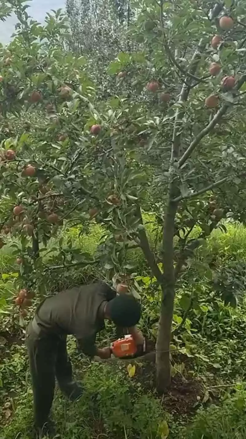 Himachal: सेब व्यापारियों की ठगी रोकने के लिए एजेंटों को पहचान पत्र जारी किए जाएंगे Himachal: सेब व्यापारियों की ठगी रोकने के लिए एजेंटों को पहचान पत्र जारी किए जाएंगे
