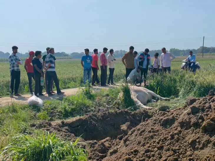 Chatra: खुले तारों की चपेट में आए दो मवेशी, ग्रामीणों ने जताई नाराजगी Chatra: खुले तारों की चपेट में आए दो मवेशी, ग्रामीणों ने जताई नाराजगी