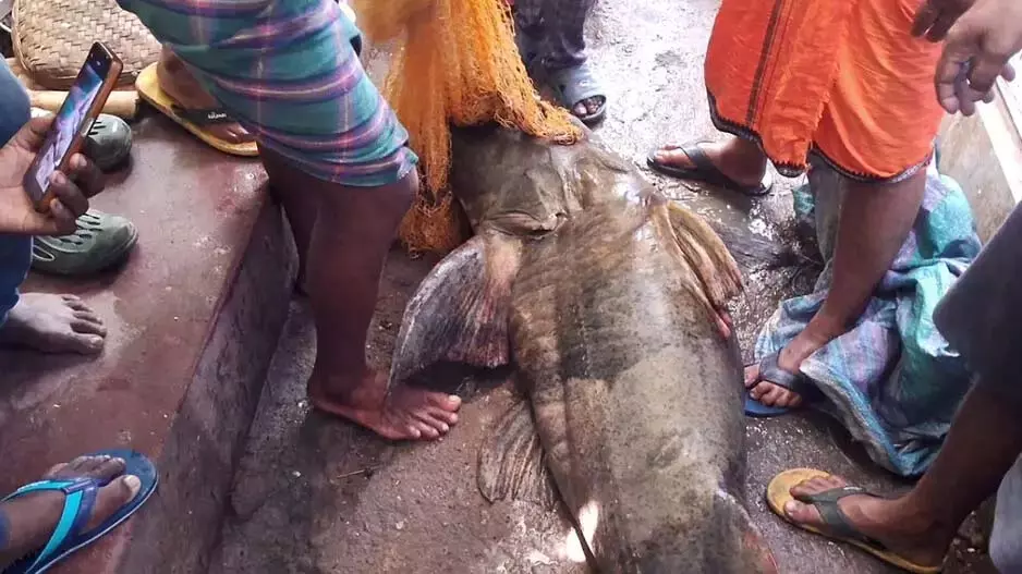 Odisha : महानदी से लगभग 100 किलोग्राम वजन की दुर्लभ मछली पकड़ी गई Odisha : महानदी से लगभग 100 किलोग्राम वजन की दुर्लभ मछली पकड़ी गई