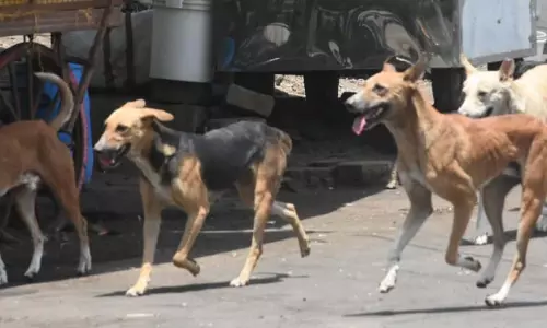 Indore : शहर में आवारा कुत्तों का आतंक बढ़ता जा रहा है; नगर निगम ने जताई चिंता