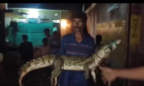 मगरमच्छ बना खिलौना, गोद में उठाकर लोगों ने खिंचवाई फोटो