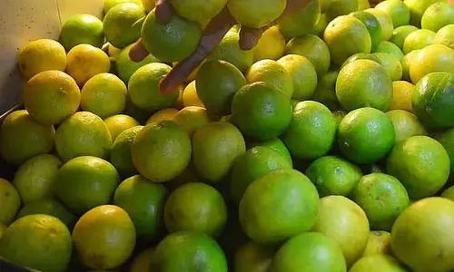 GI टैग प्रभाव: विजयपुरा नींबू की मांग बढ़ी, बोर्ड ने राज्य भर में टी पॉइंट स्थापित करने की पहल की