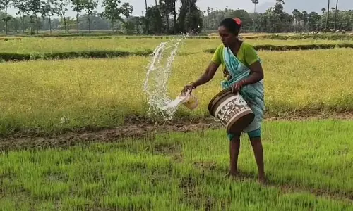Andhra के विजयनगरम में भीषण गर्मी से खरीफ धान की खेती प्रभावित Andhra के विजयनगरम में भीषण गर्मी से खरीफ धान की खेती प्रभावित