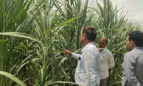 Yamunanagar के गन्ने के खेतों में पोक्का बोएंग नामक कीट का पता चला