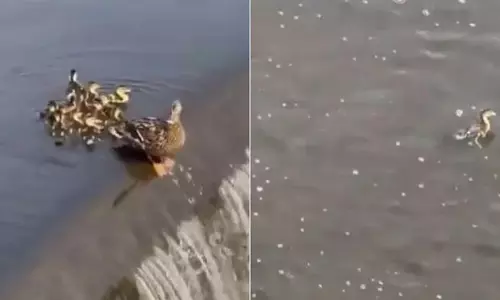 VIDEO: मां के साथ-साथ चल रहा था बत्तख का बच्चा, अचानक हुआ कुछ ऐसा...