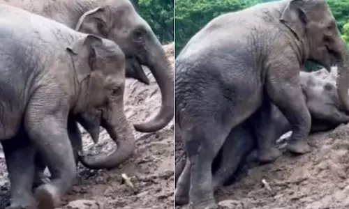 कीचड़ भरे इलाके में मस्ती करते दिखे हाथी के बच्चे, बार-बार देखा जा रहा VIDEO कीचड़ भरे इलाके में मस्ती करते दिखे हाथी के बच्चे, बार-बार देखा जा रहा VIDEO
