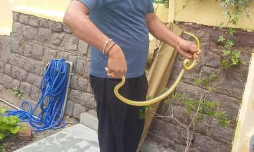 Himachal Pradesh DGP के आवास से गैर-जहरीला सांप बचाया गया