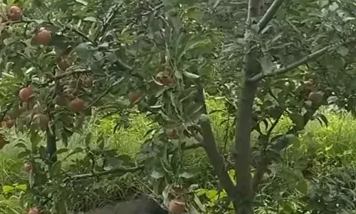 Himachal: सेब व्यापारियों की ठगी रोकने के लिए एजेंटों को पहचान पत्र जारी किए जाएंगे